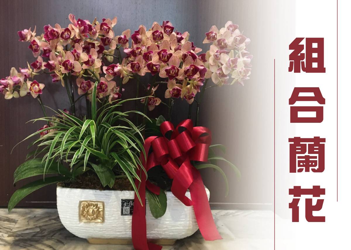 組合蘭花